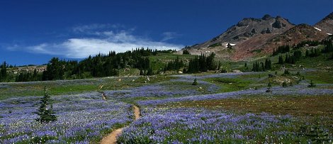 Old Snowy rises above a wildflower meadow in the Goat Rocks Wilderness